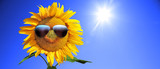 Sonnenblume mit Sonnenbrille
