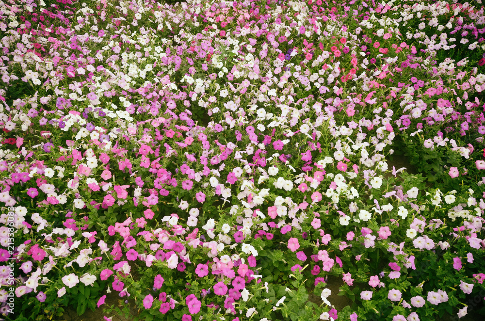 petunia, growing on a large flowerbed in the city park, a meadow with multi-colored pink, purple, lilac and white flowers. petunia, growing on a large flowerbed in the city park, a meadow with multi-colored pink, purple, lilac and white flowers.
