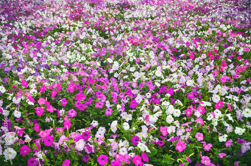 petunia, growing on a large flowerbed in the city park, a meadow with multi-colored pink, purple, lilac and white flowers.