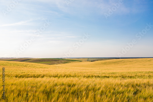 Green Field and Beautiful Sunset