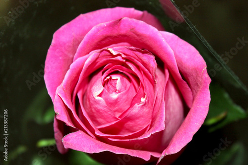 red rose bud