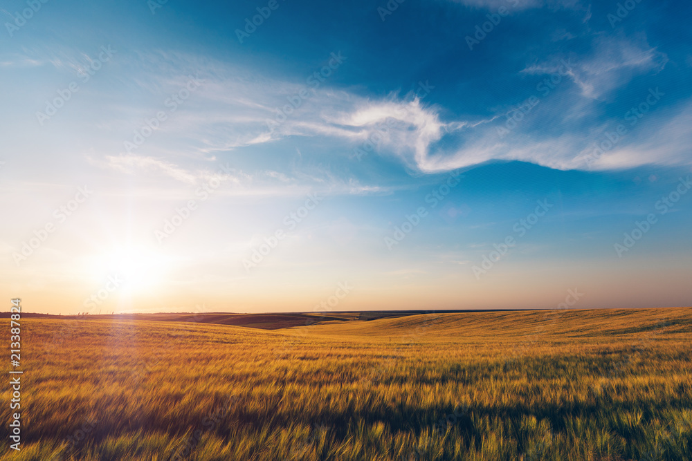 Green Field and Beautiful Sunset