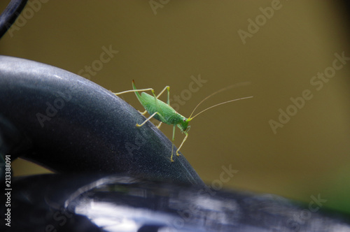 Grasshopper on bicycle