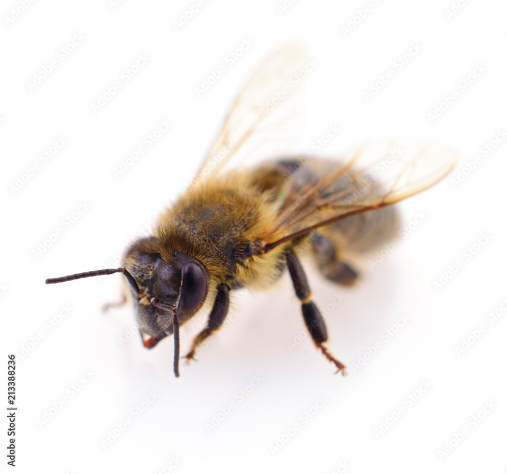 Honeybee on white. Honeybee on white.