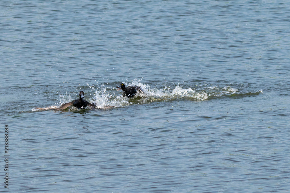 Obraz premium A pair of male tufted ducks with aggressive behavior and fighting over a female