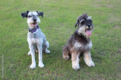 Fotografie Schnauzers