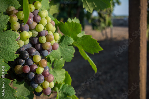 Horizontal View of Close Up of Not Fully Mature Grapes in Plantation Grape in Summer on Blur Background at Sunrise.
