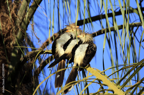 Three Guira Cuckoos (Guira guira) Sitting on a Branch. Porto Jofre, Pantanal photo