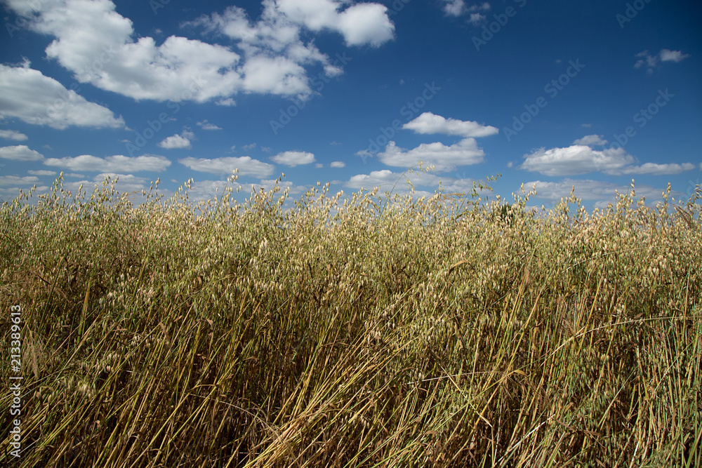 Fototapeta premium The fields of ripe oats leaning against the wind on a background of blue sky with white clouds