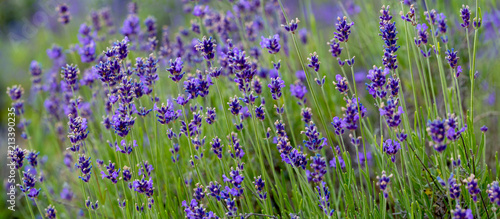 Blooming, wonderfully blue and aromatic lavender flowers