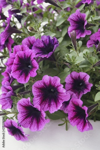 Background with  purple petunias  Petunia grandiflora   