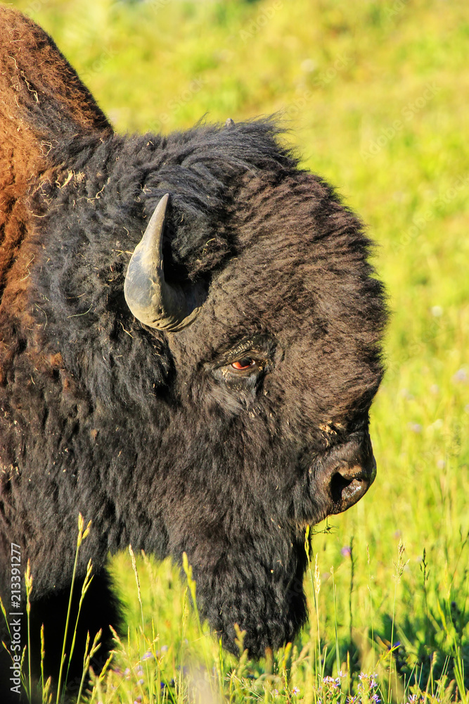 Portrait of a male bison, Yellowstone National Park, Wyoming Portrait of a male bison, Yellowstone National Park, Wyoming