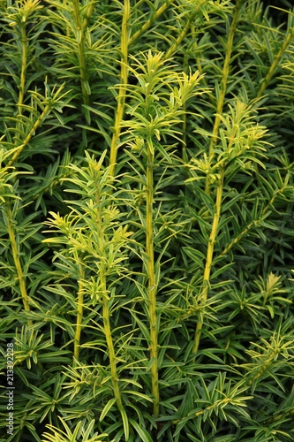 green growing needles of yew-tree