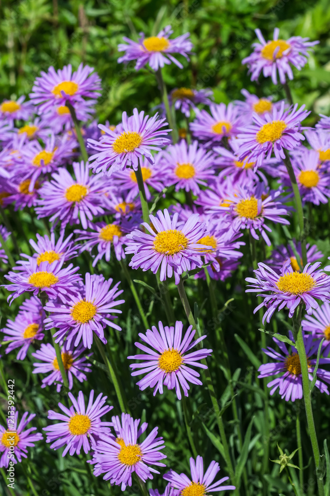 Blooming Alpine Aster (Aster alpinus)