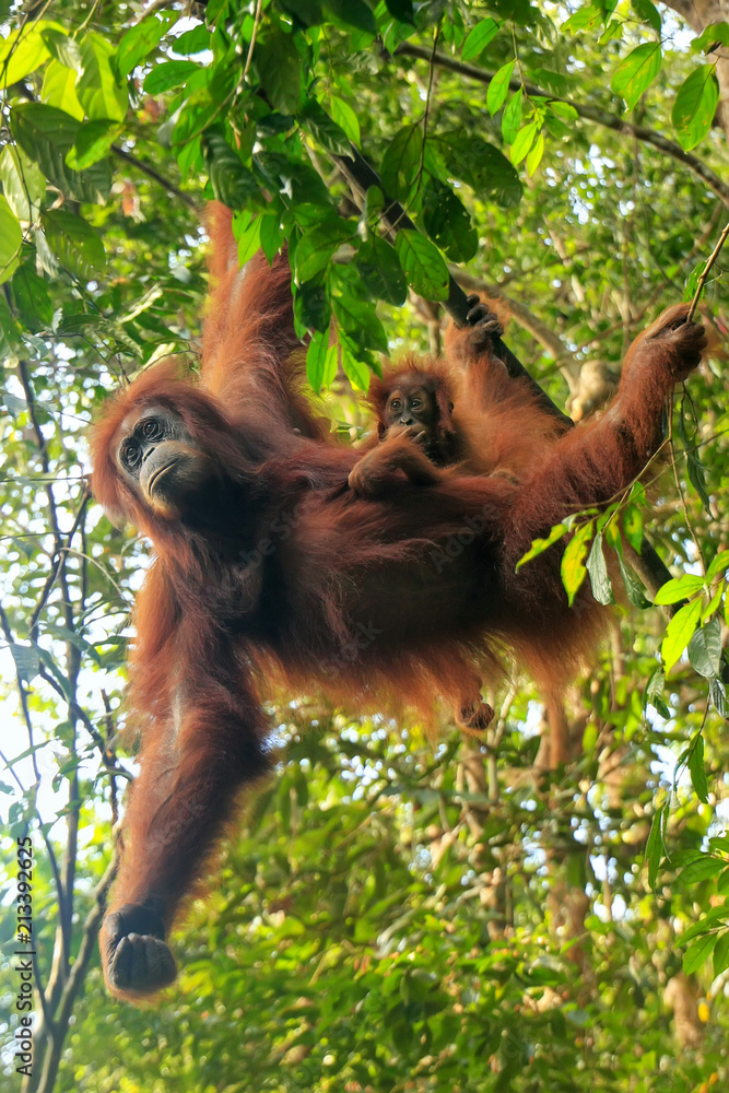 Obraz premium Female Sumatran orangutan with a baby hanging in the trees, Gunung Leuser National Park, Sumatra, Indonesia