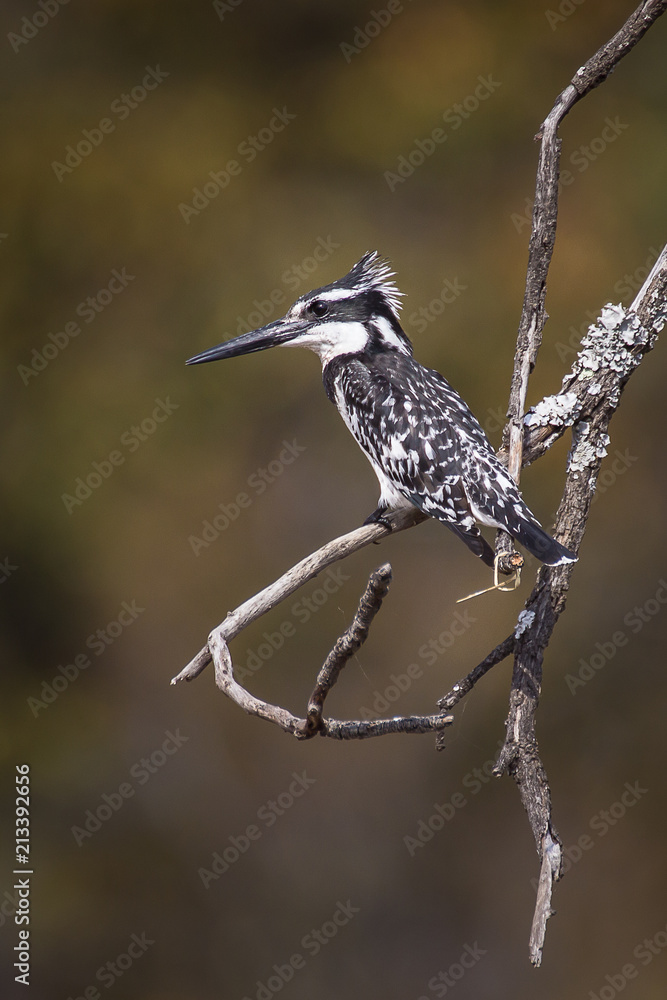 Obraz premium King fisher