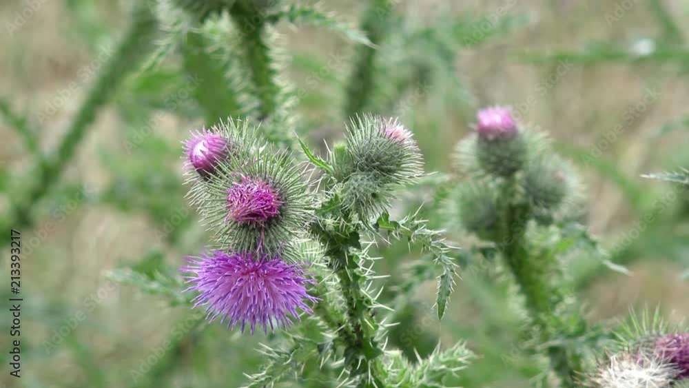 thistle in the nature thistle in the nature