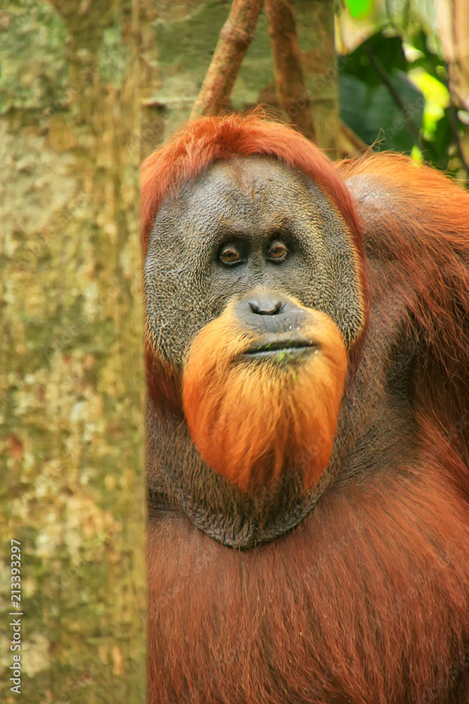 Fototapeta premium Portrait of male Sumatran orangutan in Gunung Leuser National Park, Sumatra, Indonesia