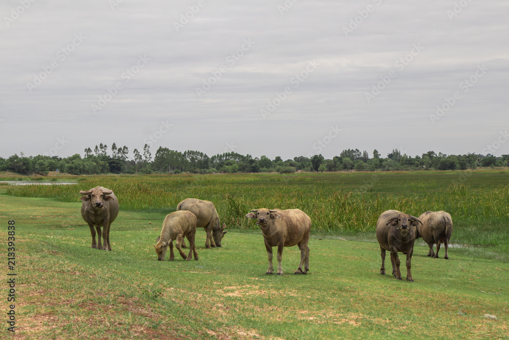 Buffalos walking and eating  in the green field.Buffalos standing on green grass at and looked the camera.