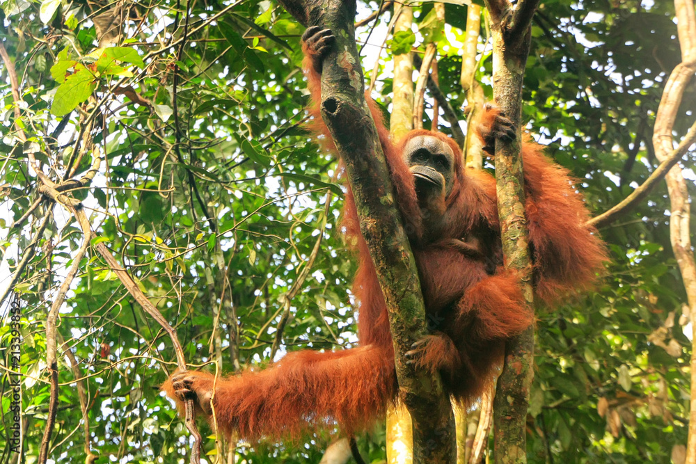 Obraz premium Female Sumatran orangutan sitting in a tree in Gunung Leuser National Park, Sumatra, Indonesia