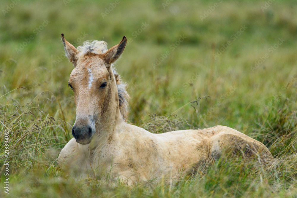 portrait of a horse lying on the grass close up portrait of a horse lying on the grass close up