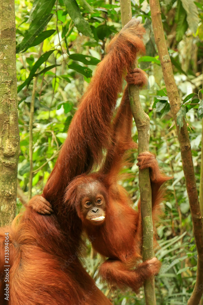 Baby Sumatran orangutan next to its mother n Gunung Leuser National Park, Sumatra, Indonesia Baby Sumatran orangutan next to its mother n Gunung Leuser National Park, Sumatra, Indonesia