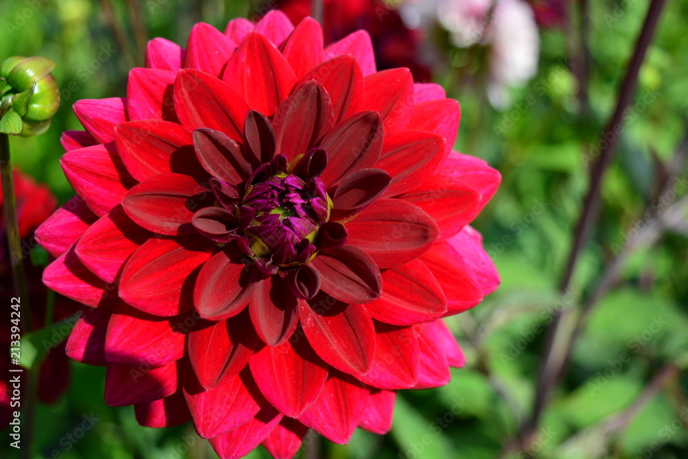 Red dahlia in the garden on a green background Red dahlia in the garden on a green background