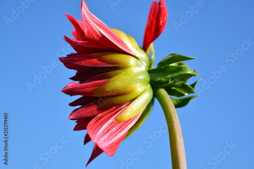 Fototapeta Naklejka Na Ścianę i Meble -  Red dahlia on a background