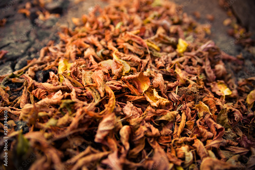 Background of a pile of autumn leaves. Background of a pile of autumn leaves.