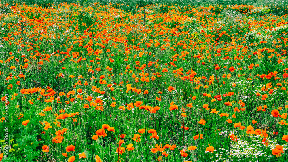 Field of poppy flowers