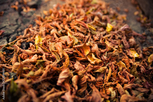 Background of a pile of autumn leaves.