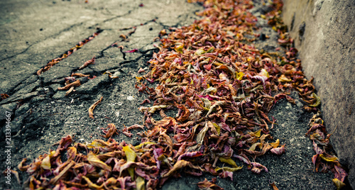Autumn fallen leaves on the sidewalk.