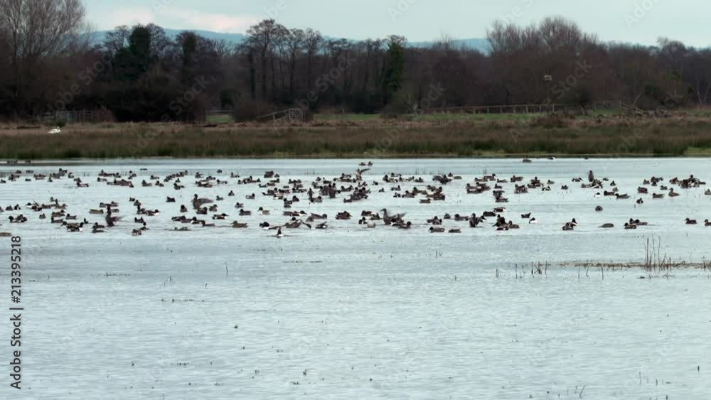 Wide shot of a group of different birds sitting on the estuary Wide shot of a group of different birds sitting on the estuary