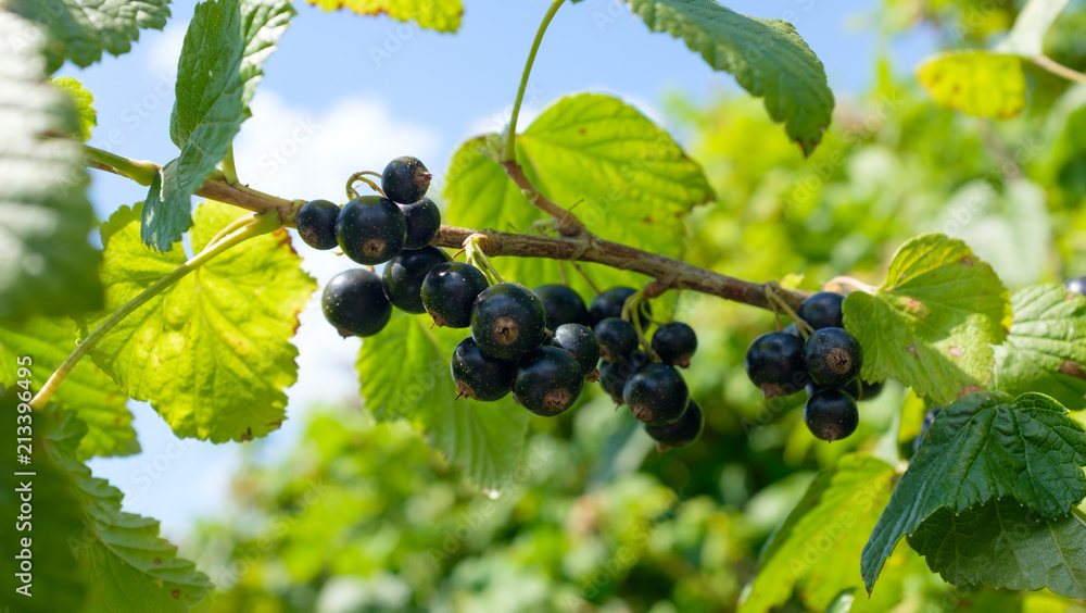 blackcurrant growing on the bush on the background. blackcurrant growing on the bush on the background.