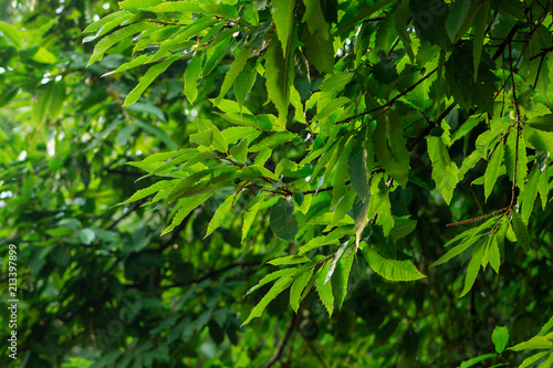 Green leaf of tree