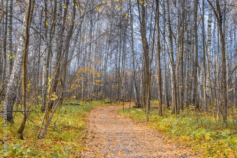 Fototapeta premium Path in a forest with colorful autumn leaves