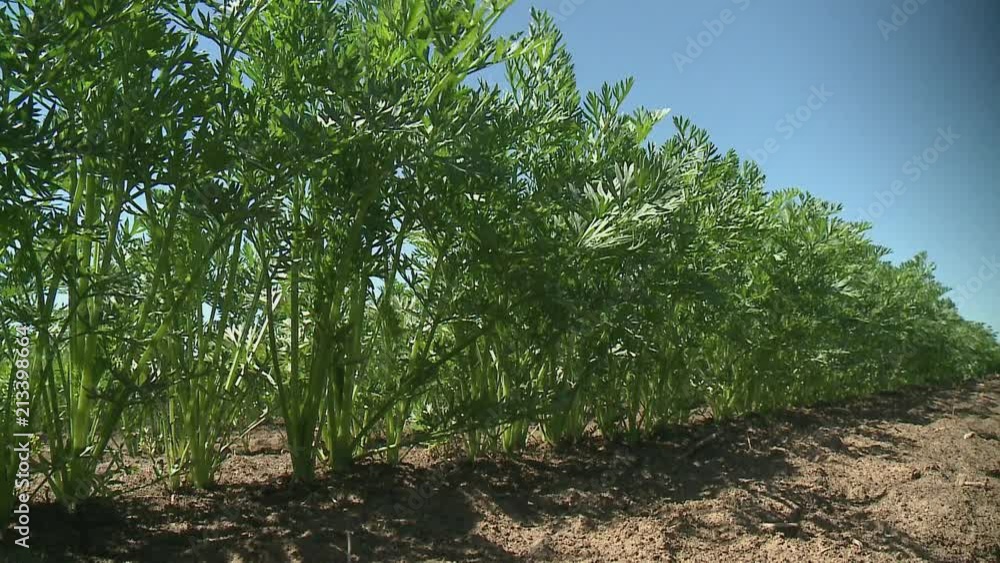 Green rows of carrot plants in an agricultural landscape Green rows of carrot plants in an agricultural landscape