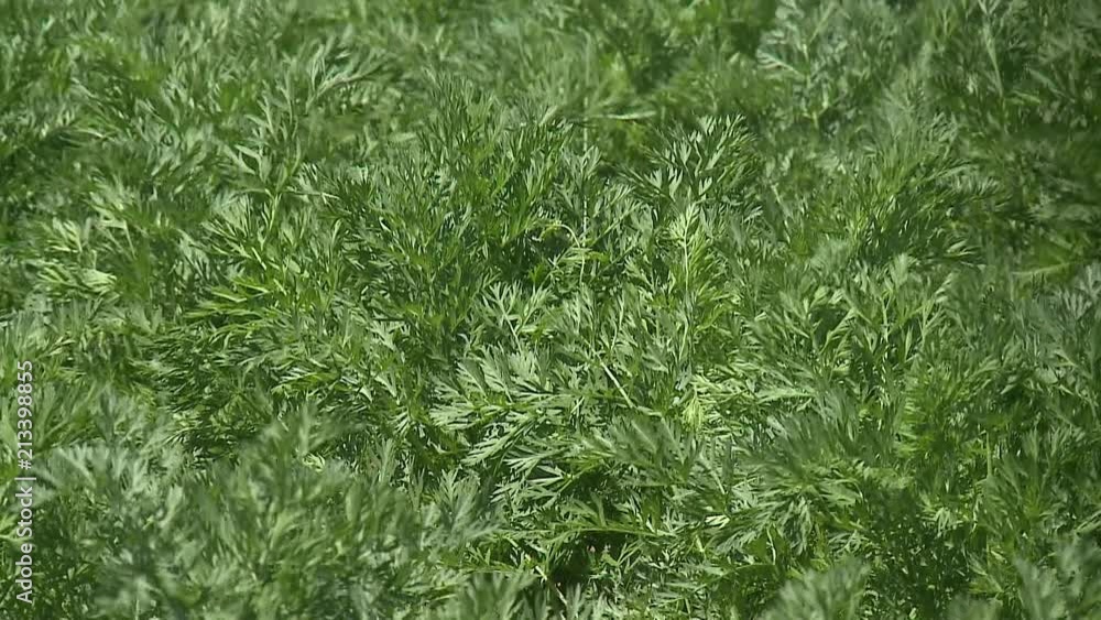 Green rows of carrot plants in an agricultural landscape Green rows of carrot plants in an agricultural landscape