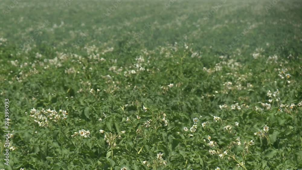 potato field irrigated by a pivot sprinkler system Potato field with green shoots of potatoes potato field irrigated by a pivot sprinkler system Potato field with green shoots of potatoes