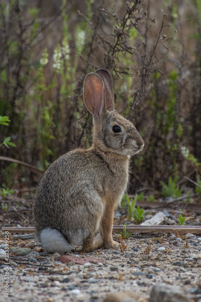 Fototapeta premium Ears up and listening.