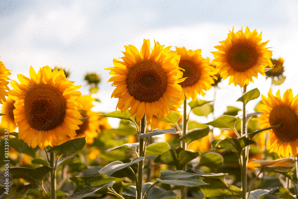 Fototapeta premium Sunflowers close image in sunset warm light