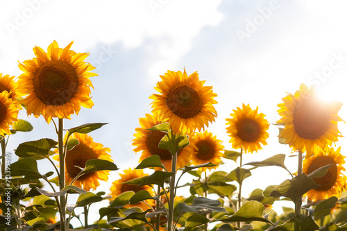 Sunflowers close image in sunset warm light