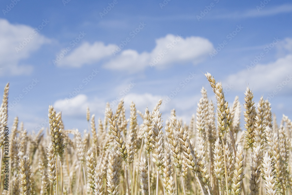 golden wheat field golden wheat field