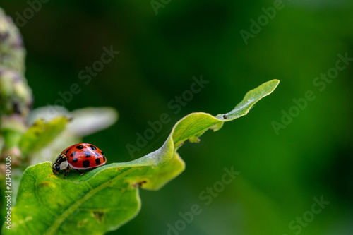 Ladybird beetle resting on a green leaf