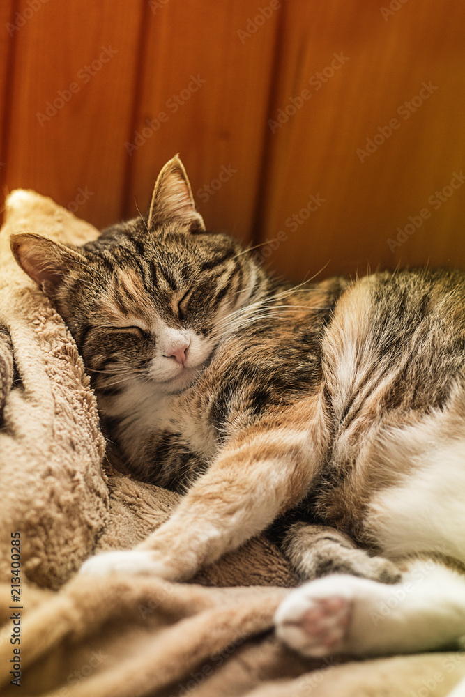 Милая пушистая пятнистая кошка спит на мягком одеяле фотография Stock |  Adobe Stock