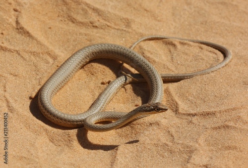 snake