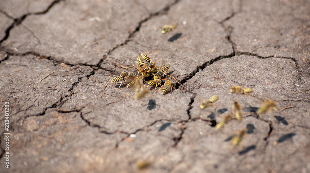 swarm of wasps in the cracks of the earth swarm of wasps in the cracks of the earth