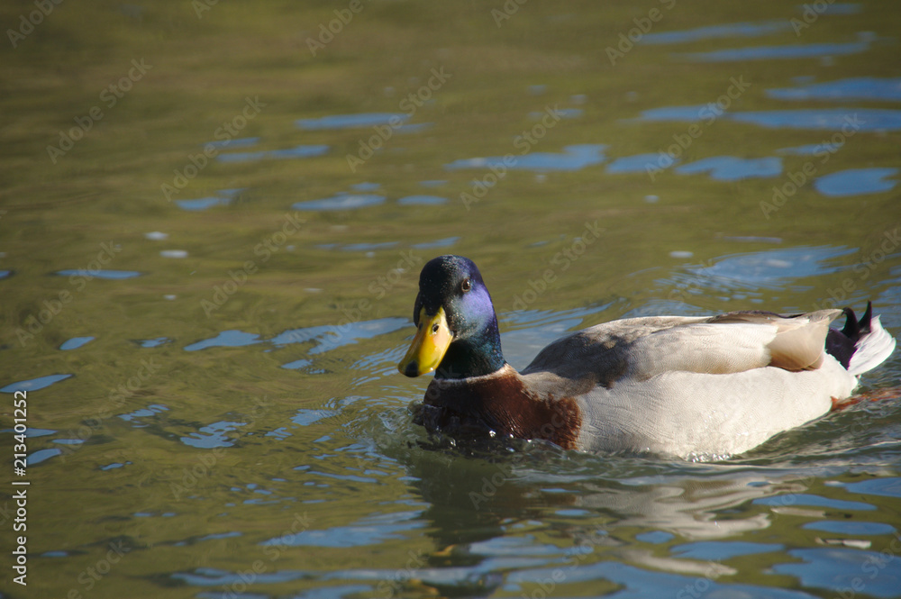 mister duck is not shy mister duck is not shy