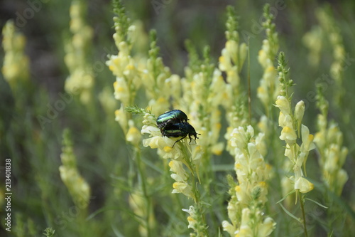 два черных жука резвятся на полевом цветке,летним солнечным днем 