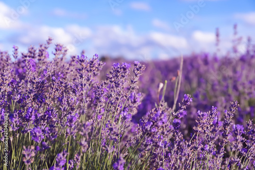 Beautiful blooming lavender in field on summer day